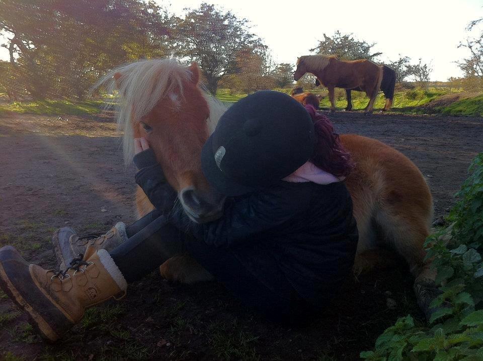 Shetlænder Jokum - Et lidt ældre ligge billed ;)  billede 12