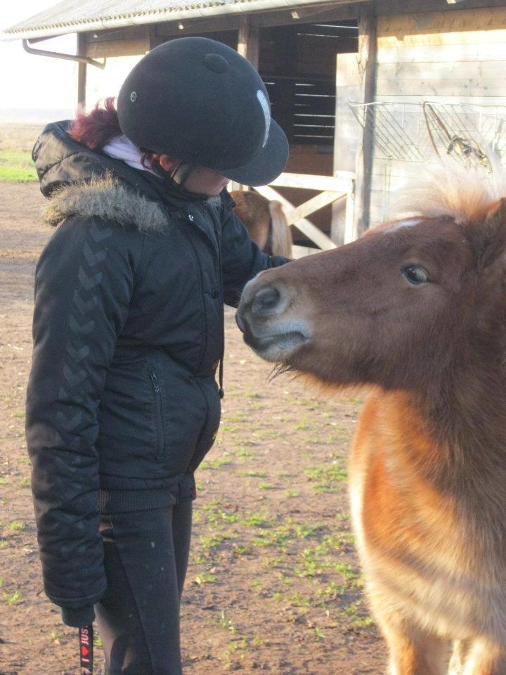 Shetlænder Jokum billede 13