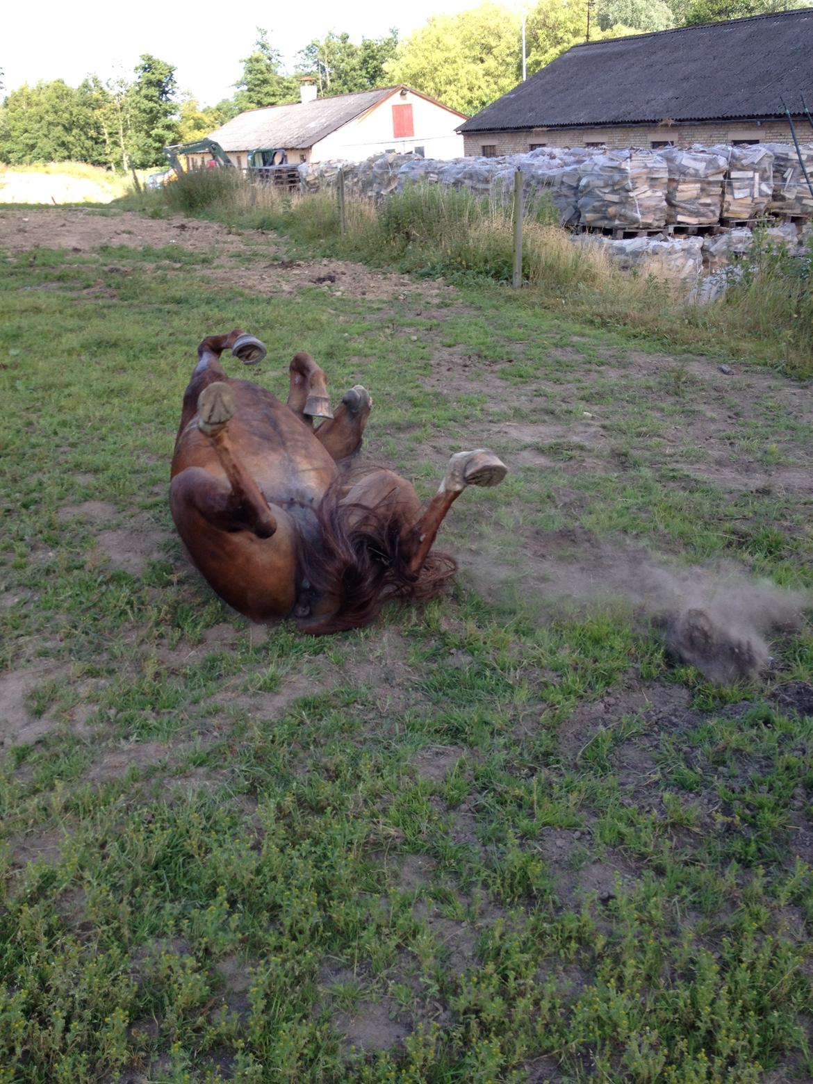 Dansk Varmblod Arabella (Bella) - Det er dejligt at rulle sig efter en ridetur. billede 6