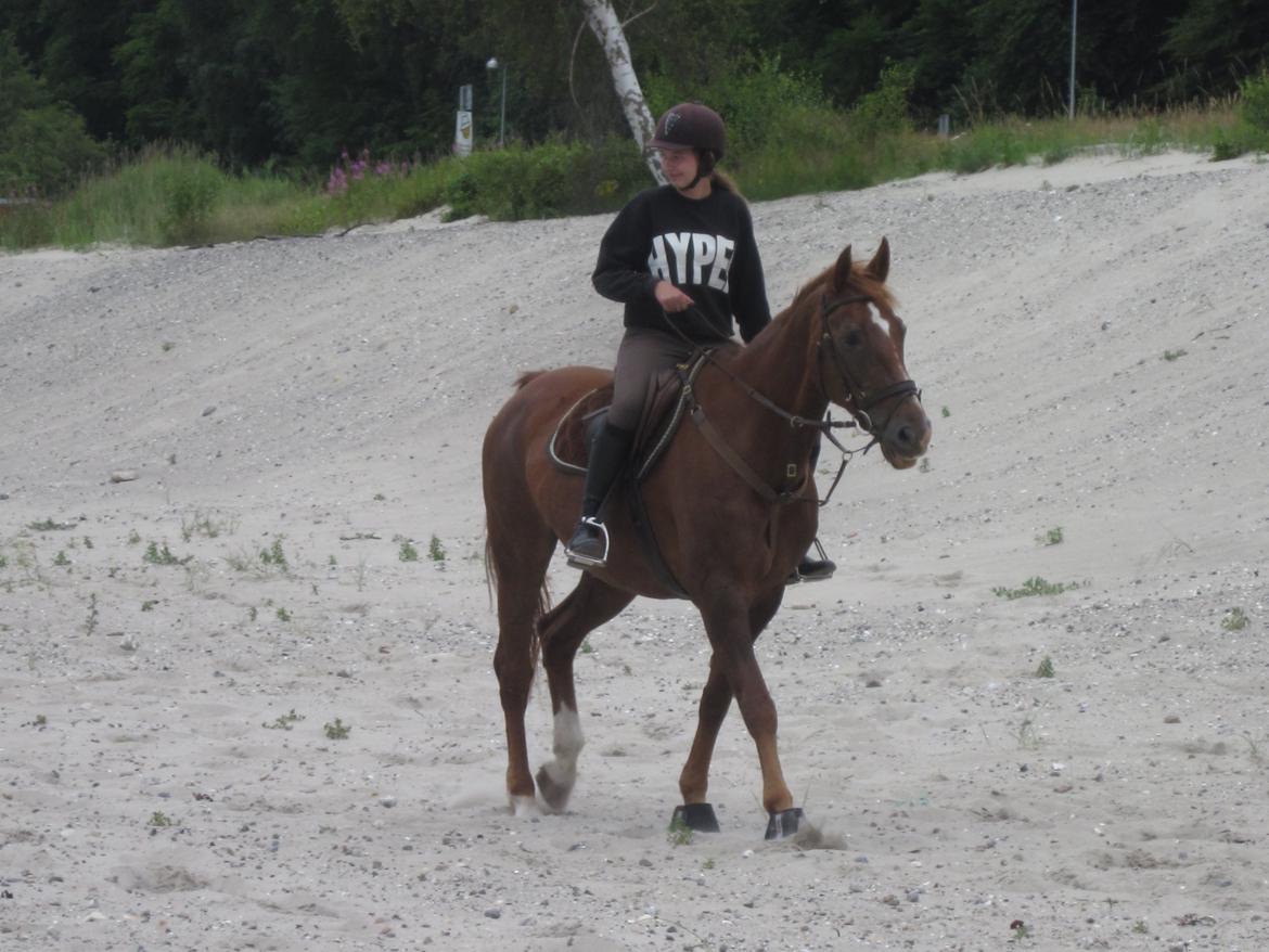 Dansk Varmblod Arabella (Bella) - Mig og Bella på stranden. Bella ville ikke ud i vandet overhovedet, haha. billede 11