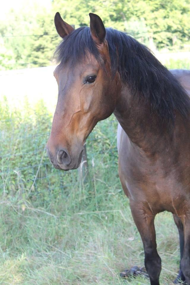 Anden særlig race Espla (Ebbe) - Så kom han på sommergræs igen :) billede 2