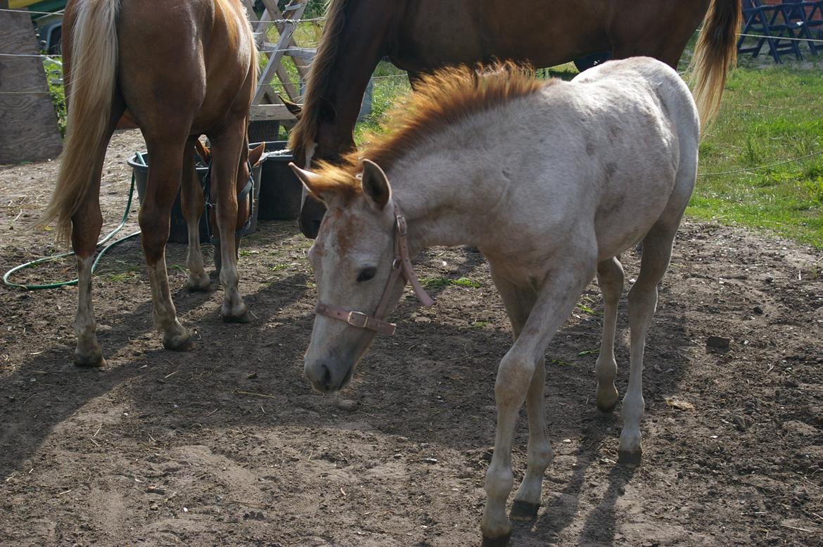 Anden særlig race RIP Chili Is Hot 20/12-2021 billede 2