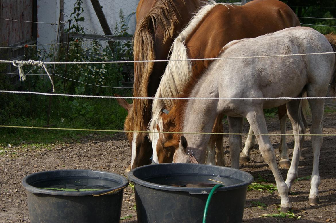 Anden særlig race RIP Chili Is Hot 20/12-2021 billede 3