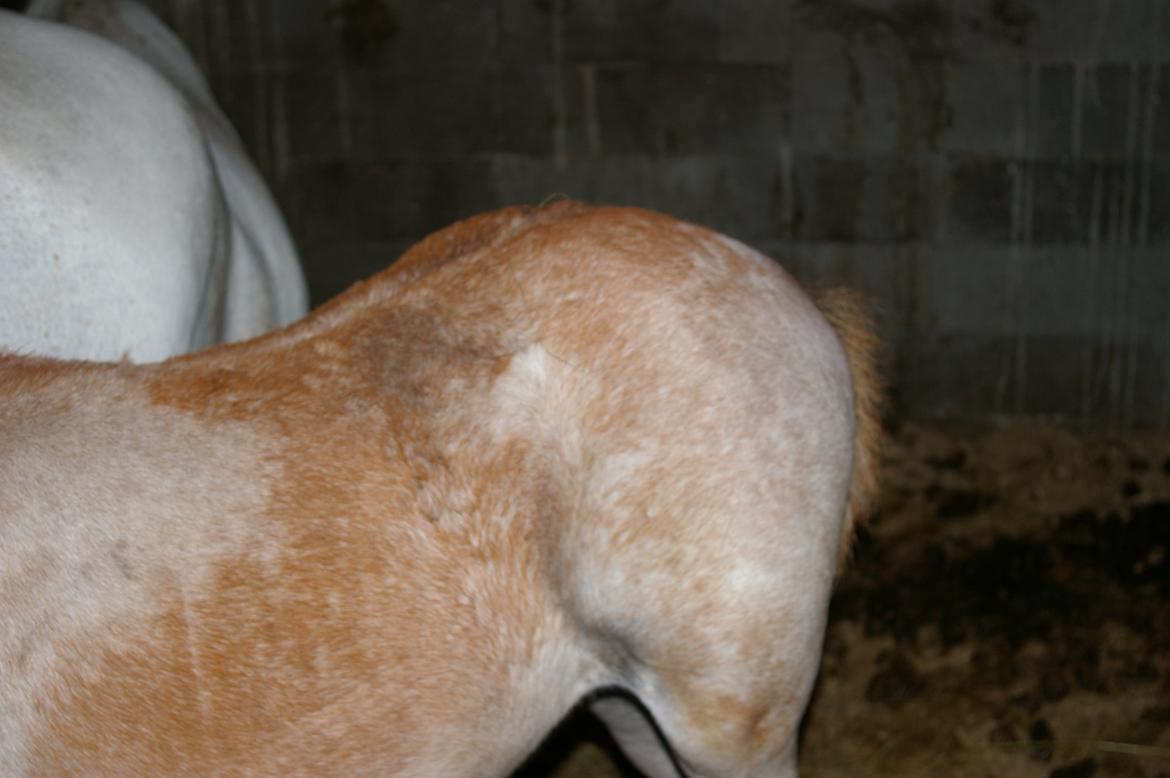 Anden særlig race RIP Chili Is Hot 20/12-2021 billede 4