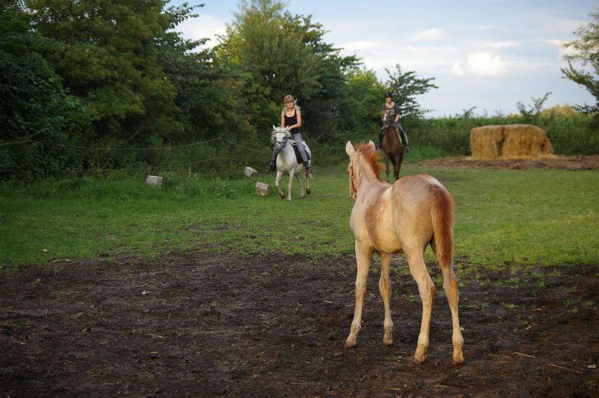 Anden særlig race RIP Chili Is Hot 20/12-2021 billede 5