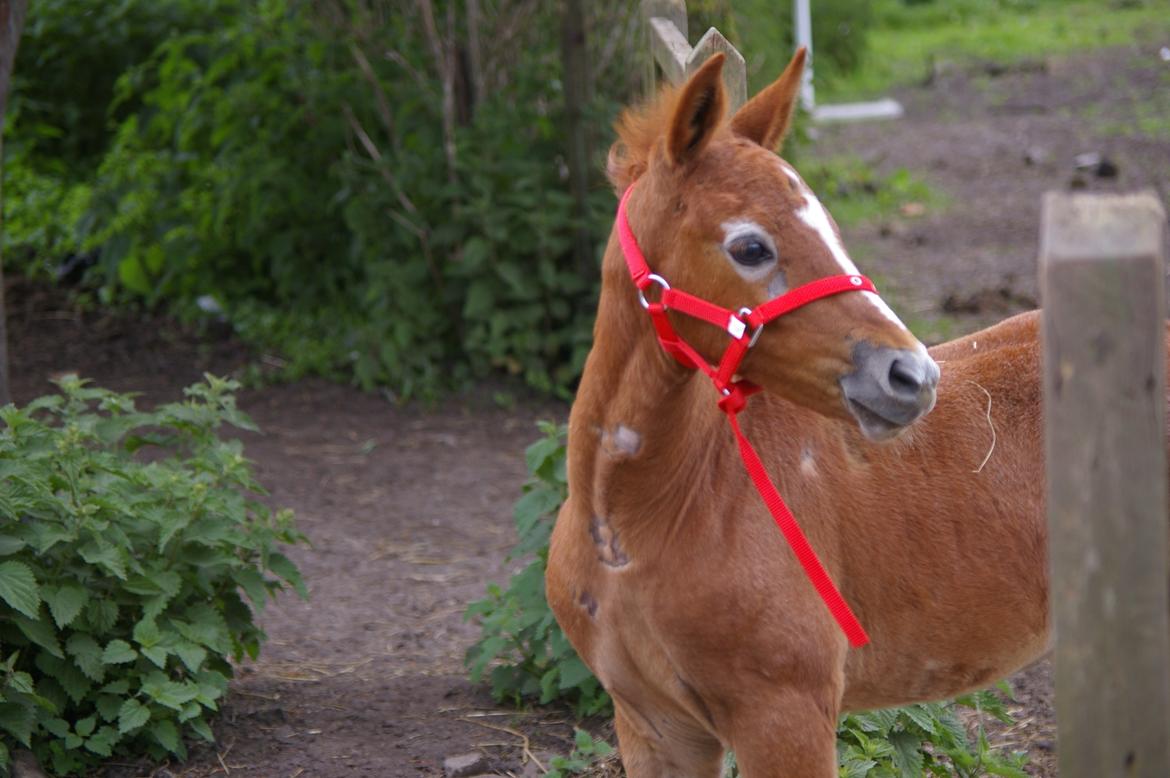 Anden særlig race RIP Chili Is Hot 20/12-2021 billede 6