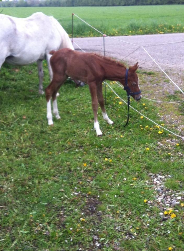 Anden særlig race RIP Chili Is Hot 20/12-2021 billede 8