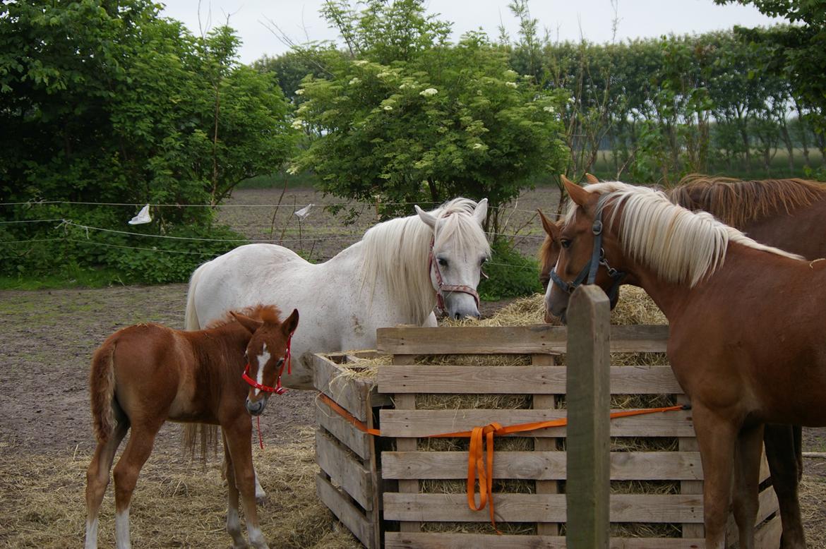 Anden særlig race RIP Chili Is Hot 20/12-2021 billede 7