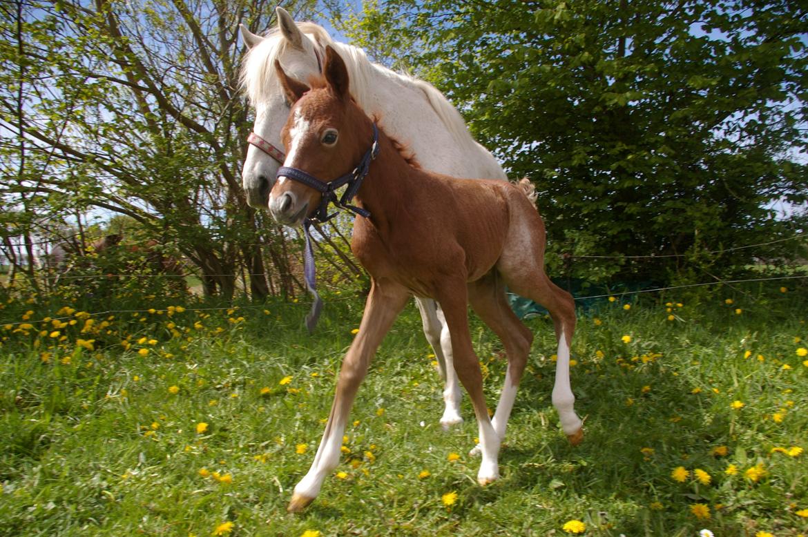 Anden særlig race RIP Chili Is Hot 20/12-2021 billede 9