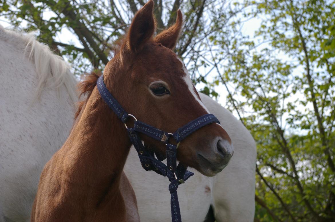 Anden særlig race RIP Chili Is Hot 20/12-2021 billede 10