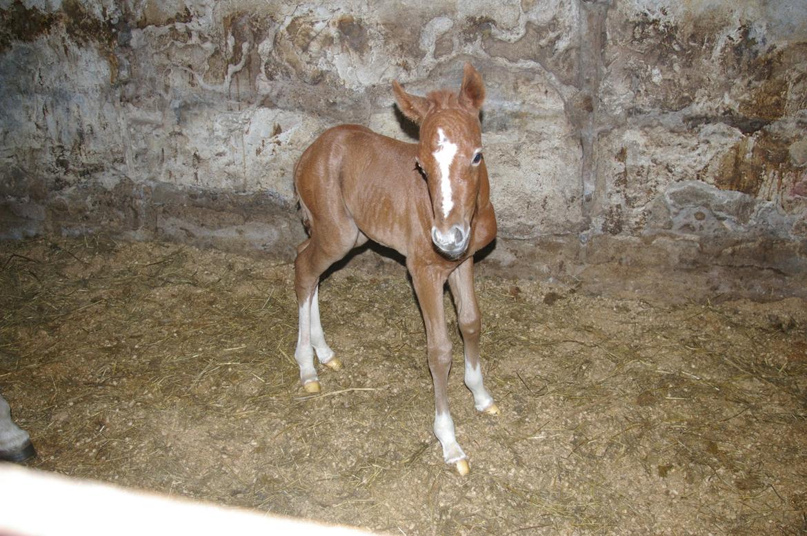 Anden særlig race RIP Chili Is Hot 20/12-2021 billede 11