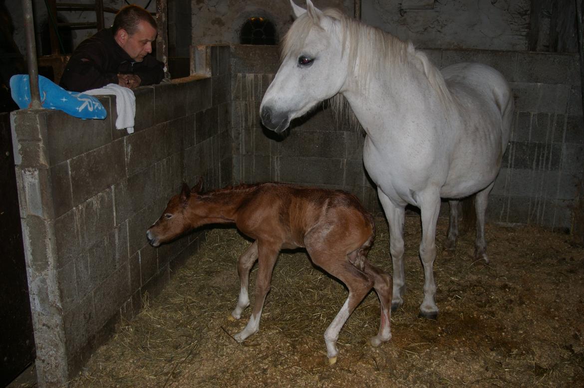 Anden særlig race RIP Chili Is Hot 20/12-2021 billede 12