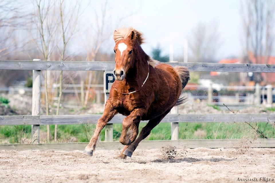 Islænder blanding (arnicorn) | Stjarni - Der er altid fart over feltet når man er Stjarni || Vundet en 6 plads i ISH || Taget af Anastasi Elkjær (aka stasi) | 2014 billede 12