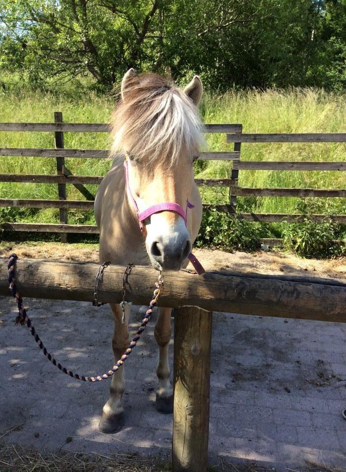 Fjordhest Misja billede 12