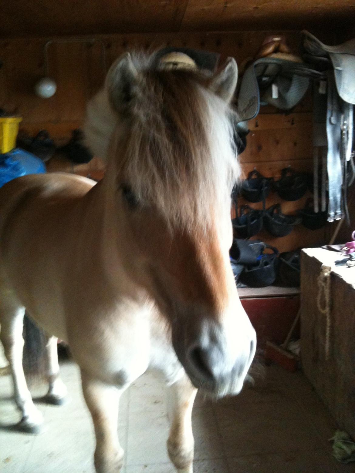 Fjordhest Misja billede 19