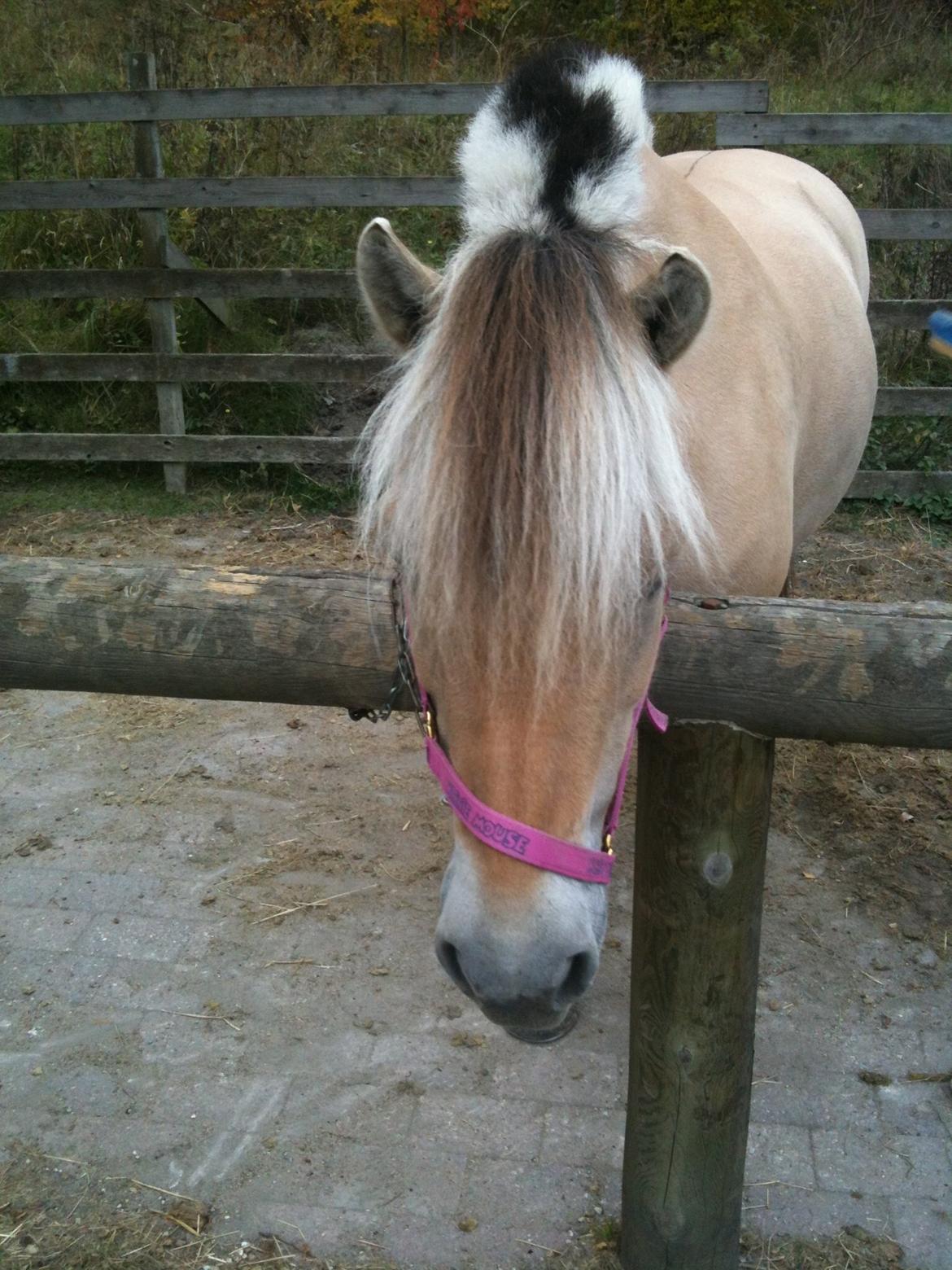 Fjordhest Misja billede 22