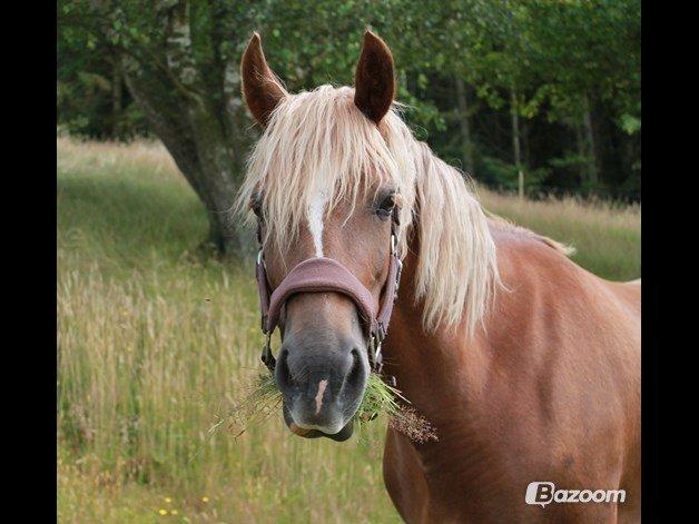 Welsh Cob (sec D) SIRIUS-S (DNK) - Velkommen til Sirius - S profil. Smid gerne en bedømmelse og kommentar :-) billede 1