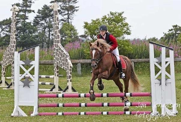 Welsh Cob (sec D) SIRIUS-S (DNK) - Hodsager 2014 billede 7