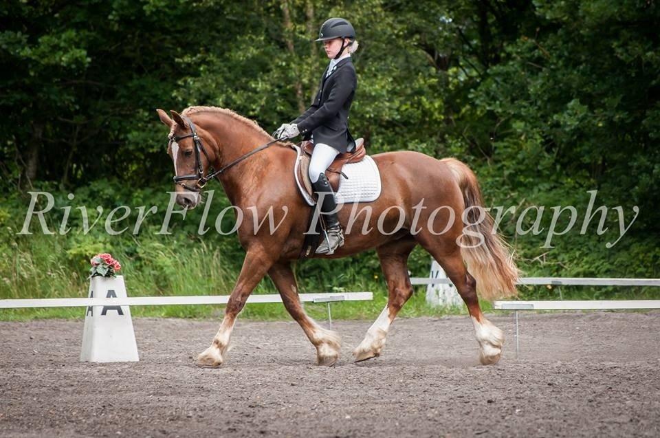 Welsh Cob (sec D) SIRIUS-S (DNK) - Stævne i birgittelyst billede 5