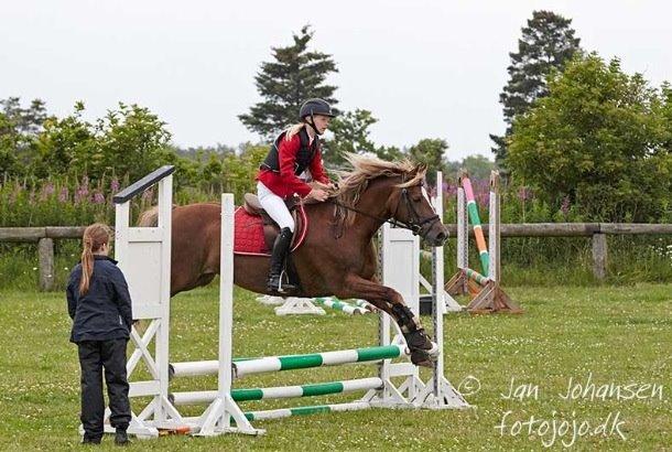 Welsh Cob (sec D) SIRIUS-S (DNK) - Hodsager 2014 billede 9