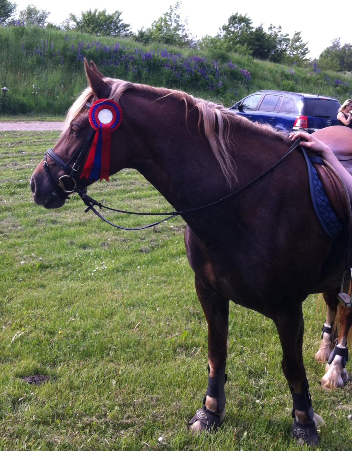 Welsh Cob (sec D) SIRIUS-S (DNK) - Vores første "mini" springstævne <3 billede 3