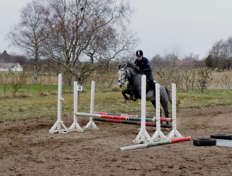 New Forest | Cavallino | - Da Lino var en baby - 5 år :-P billede 8