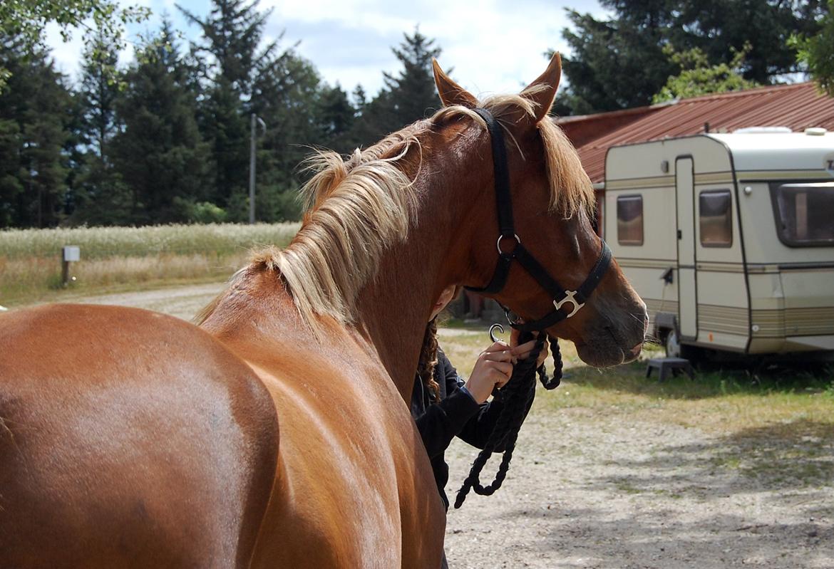 DSP Solvanggårds Chelin - ~Chelin den perfekte pony~ billede 3