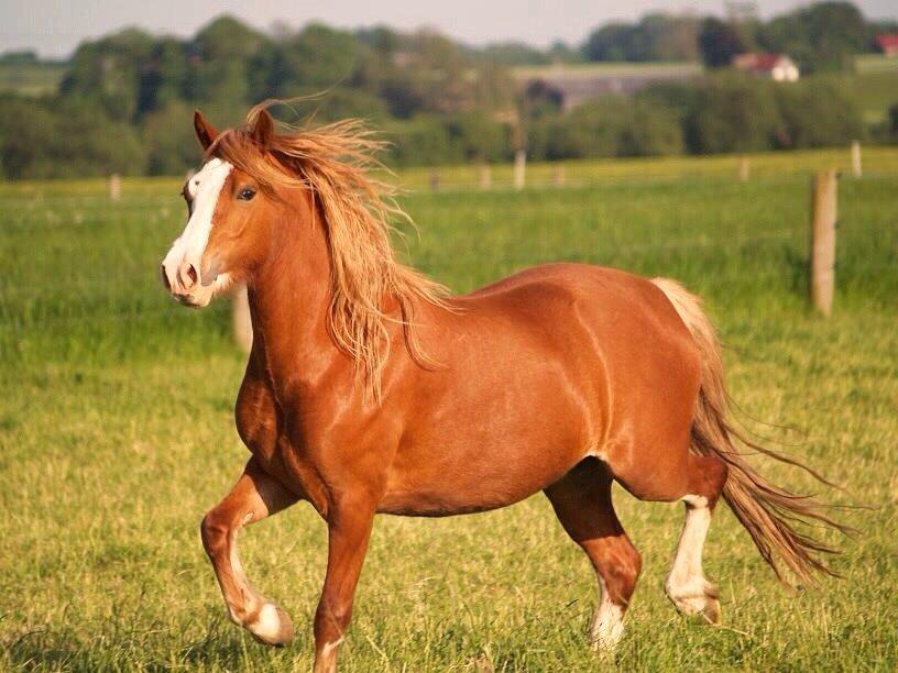 Welsh Pony af Cob-type (sec C) Rosengårdens Nadina billede 18