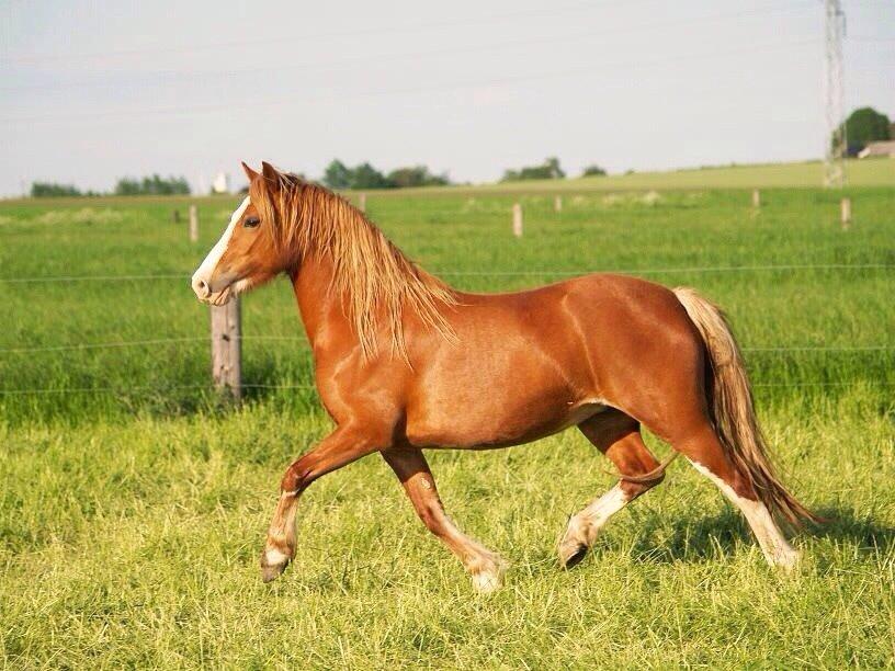 Welsh Pony af Cob-type (sec C) Rosengårdens Nadina billede 19