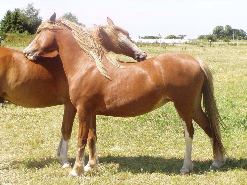 Welsh Pony af Cob-type (sec C) Rosengårdens Nadina billede 20
