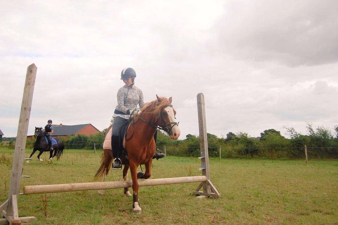 Welsh Pony af Cob-type (sec C) Rosengårdens Nadina billede 15