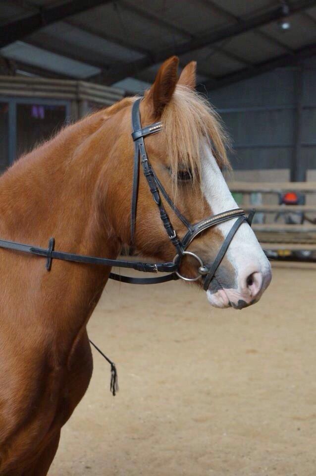 Welsh Pony af Cob-type (sec C) Rosengårdens Nadina - Nadina i foråret 2013 Foto: Cilie :-) billede 16