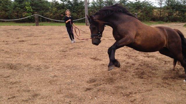 Welsh Cob (sec D) Valhallas Allegro billede 5