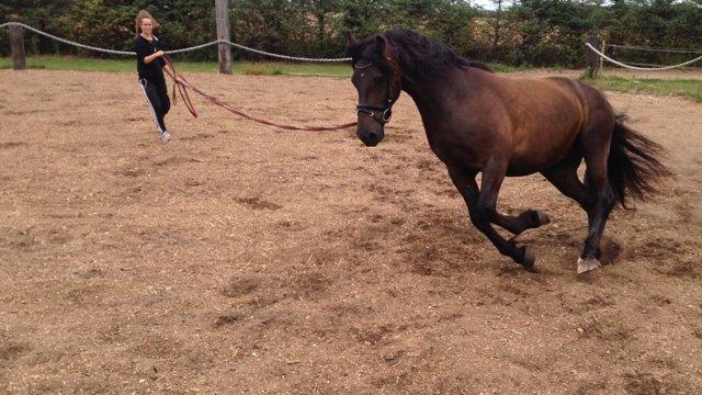 Welsh Cob (sec D) Valhallas Allegro billede 6