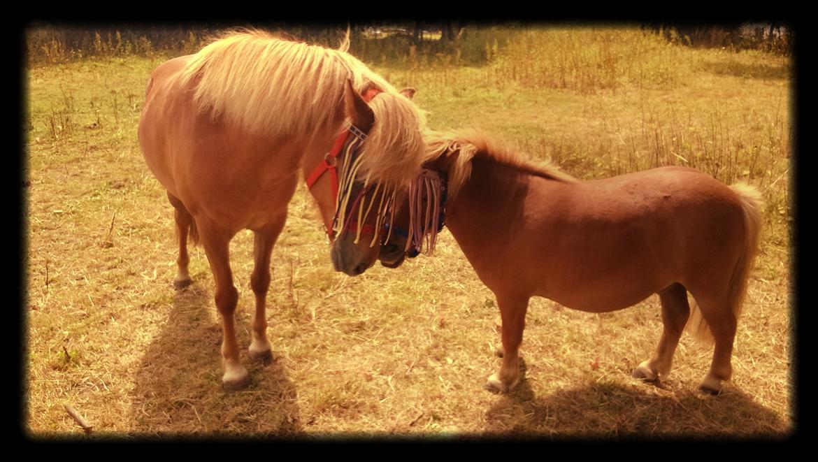 Islænder Iða fra Vindbyholt - Iða og hendes kæreste Sambo billede 7