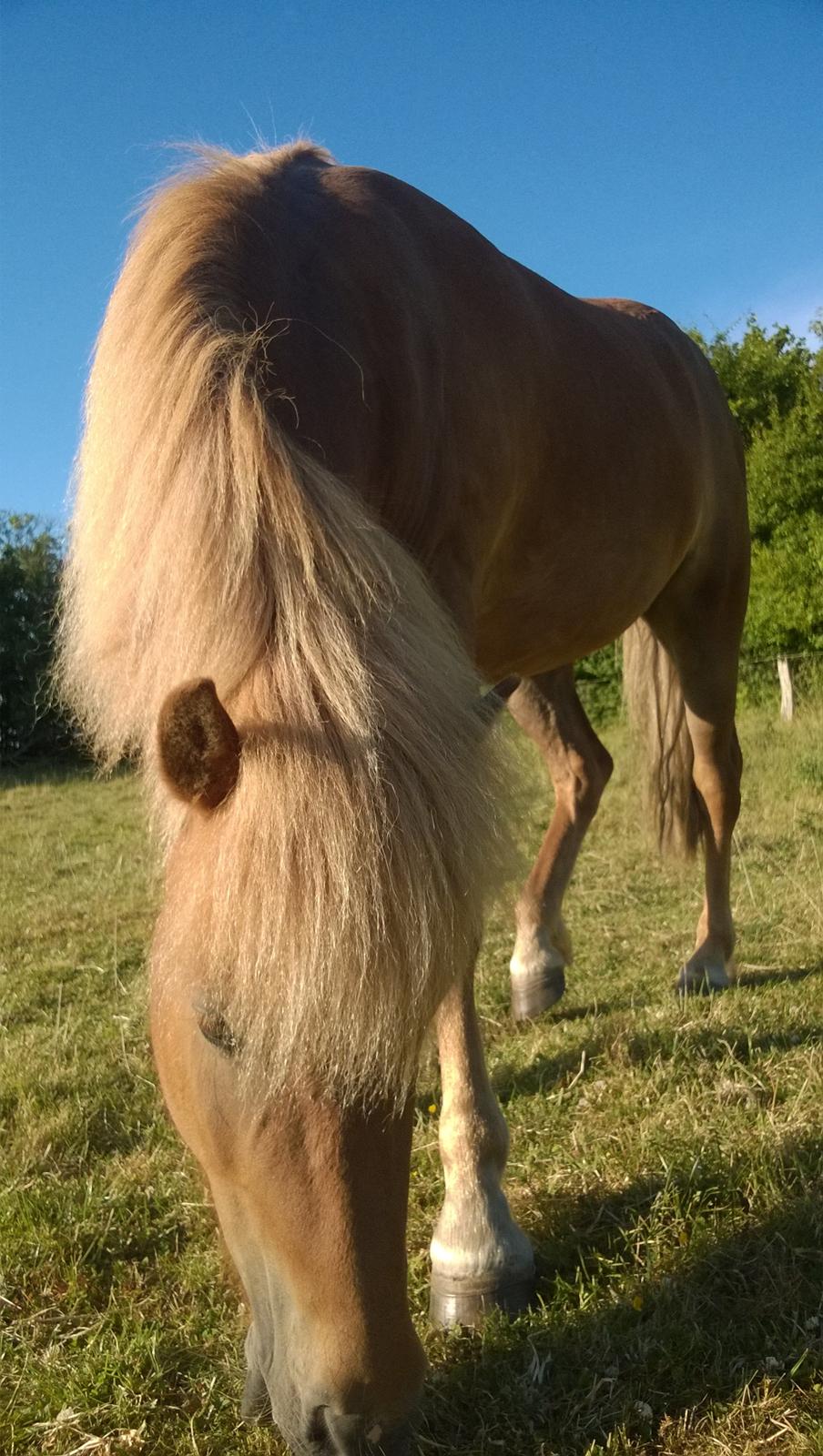 Islænder Iða fra Vindbyholt billede 2