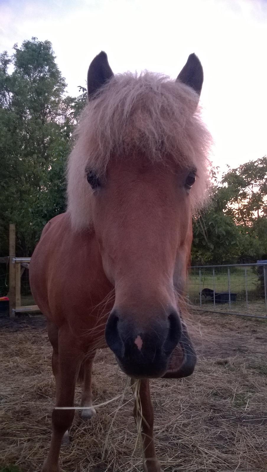 Islænder Iða fra Vindbyholt billede 6