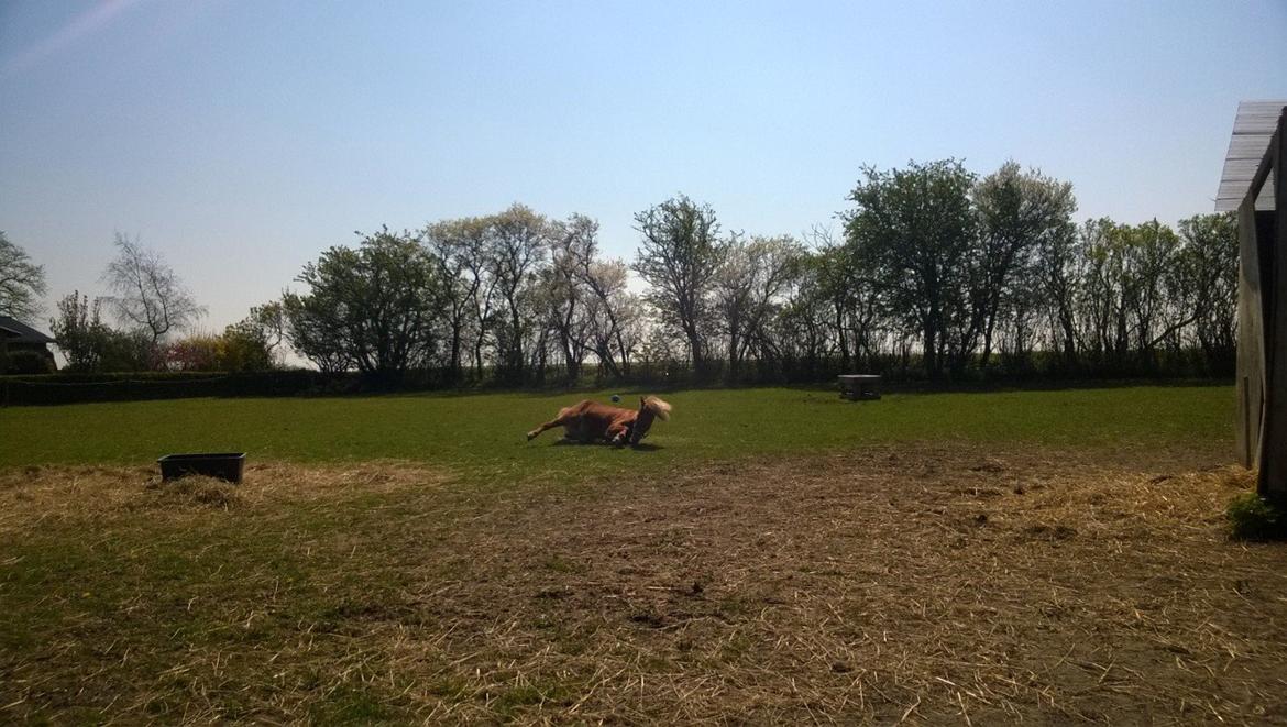 Islænder Iða fra Vindbyholt - Første dag hun var her billede 5