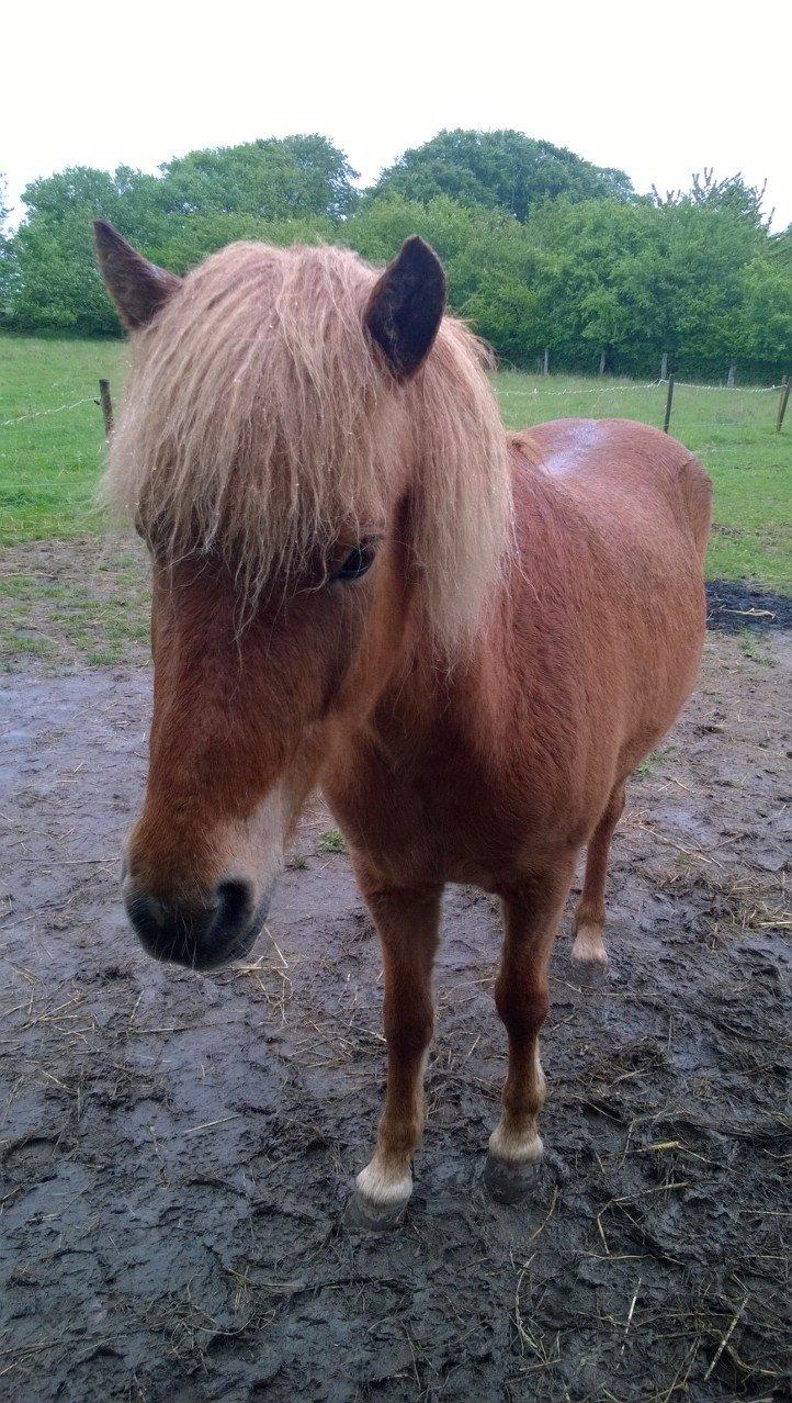 Islænder Iða fra Vindbyholt billede 14
