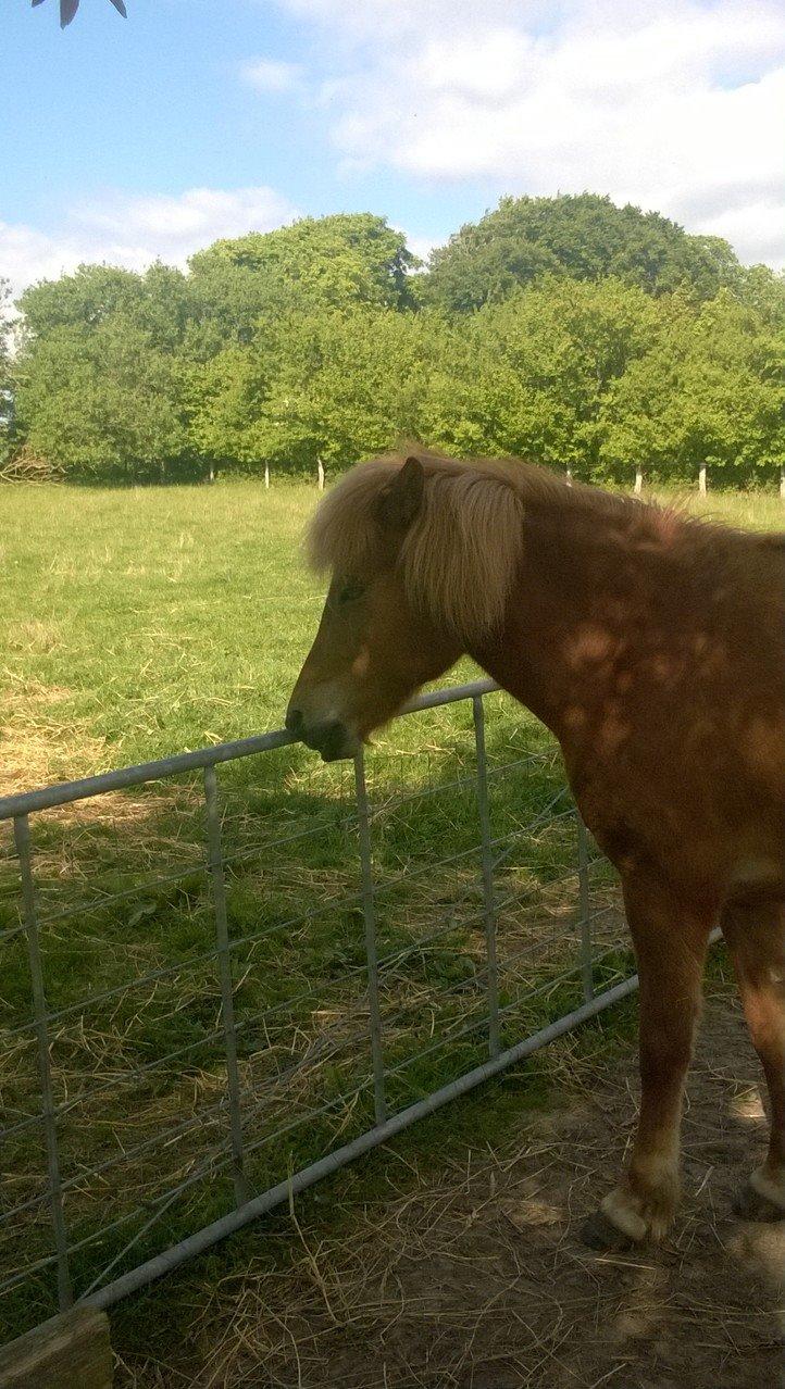 Islænder Iða fra Vindbyholt - Iða tager lige en lur med overlæben på lågen :-) billede 13