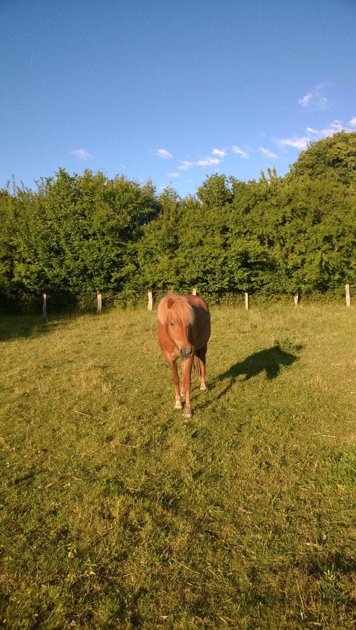 Islænder Iða fra Vindbyholt billede 15