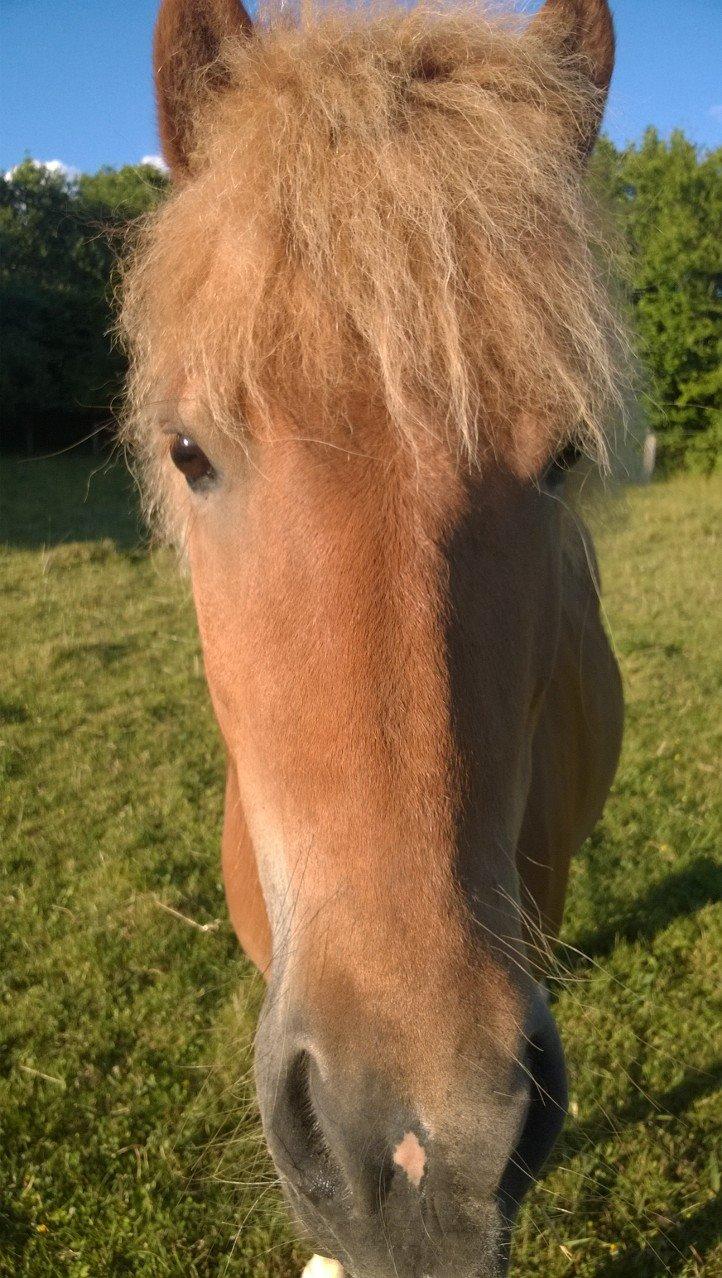 Islænder Iða fra Vindbyholt billede 4