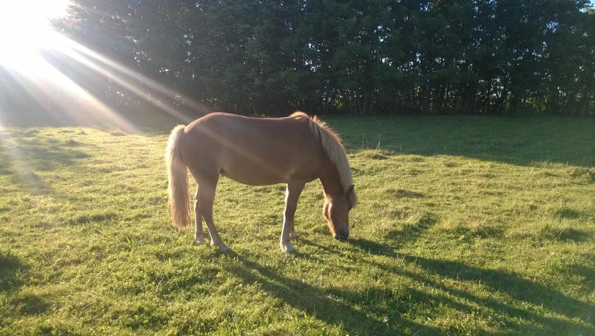 Islænder Iða fra Vindbyholt billede 16