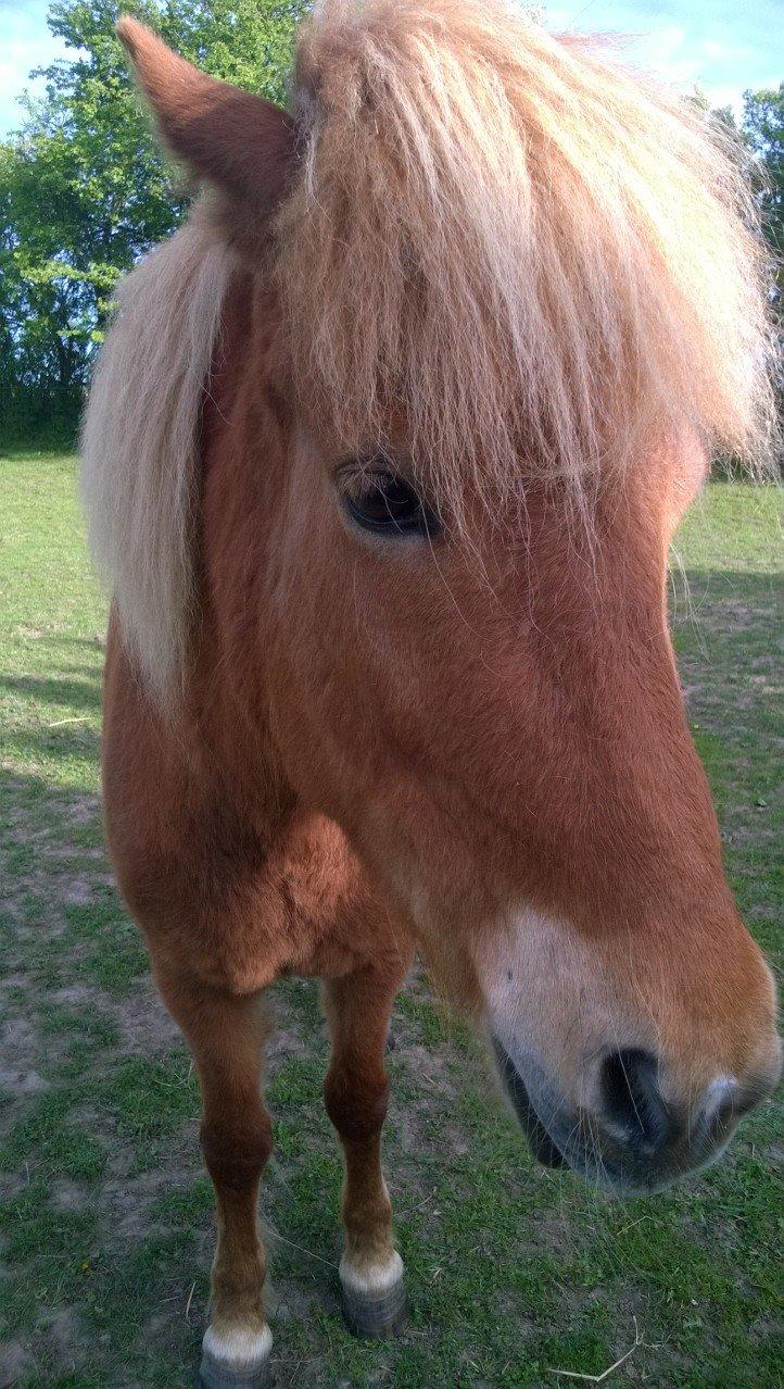 Islænder Iða fra Vindbyholt billede 8
