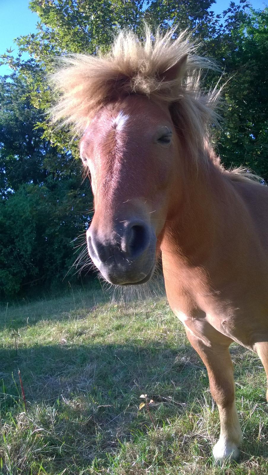 Anden særlig race Sambo (Sjampo) billede 8