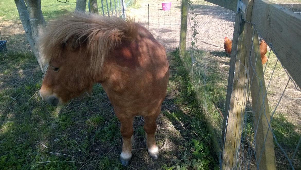 Anden særlig race Sambo (Sjampo) billede 3