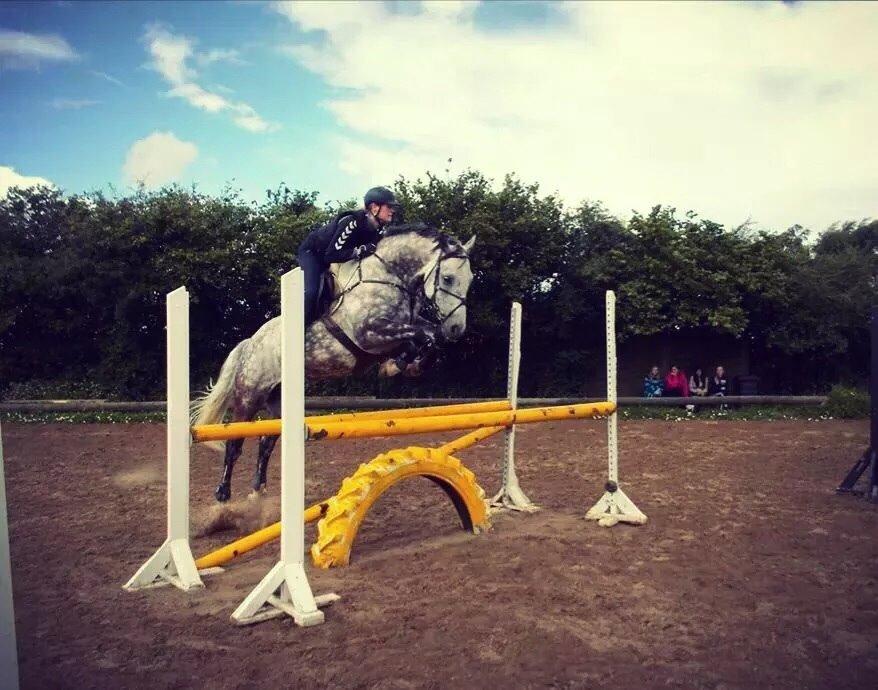 Anden særlig race Bech's Padraigh aka. Paddy :-) - Træningslejr hos Georgia Horses, sommer 2014 billede 6