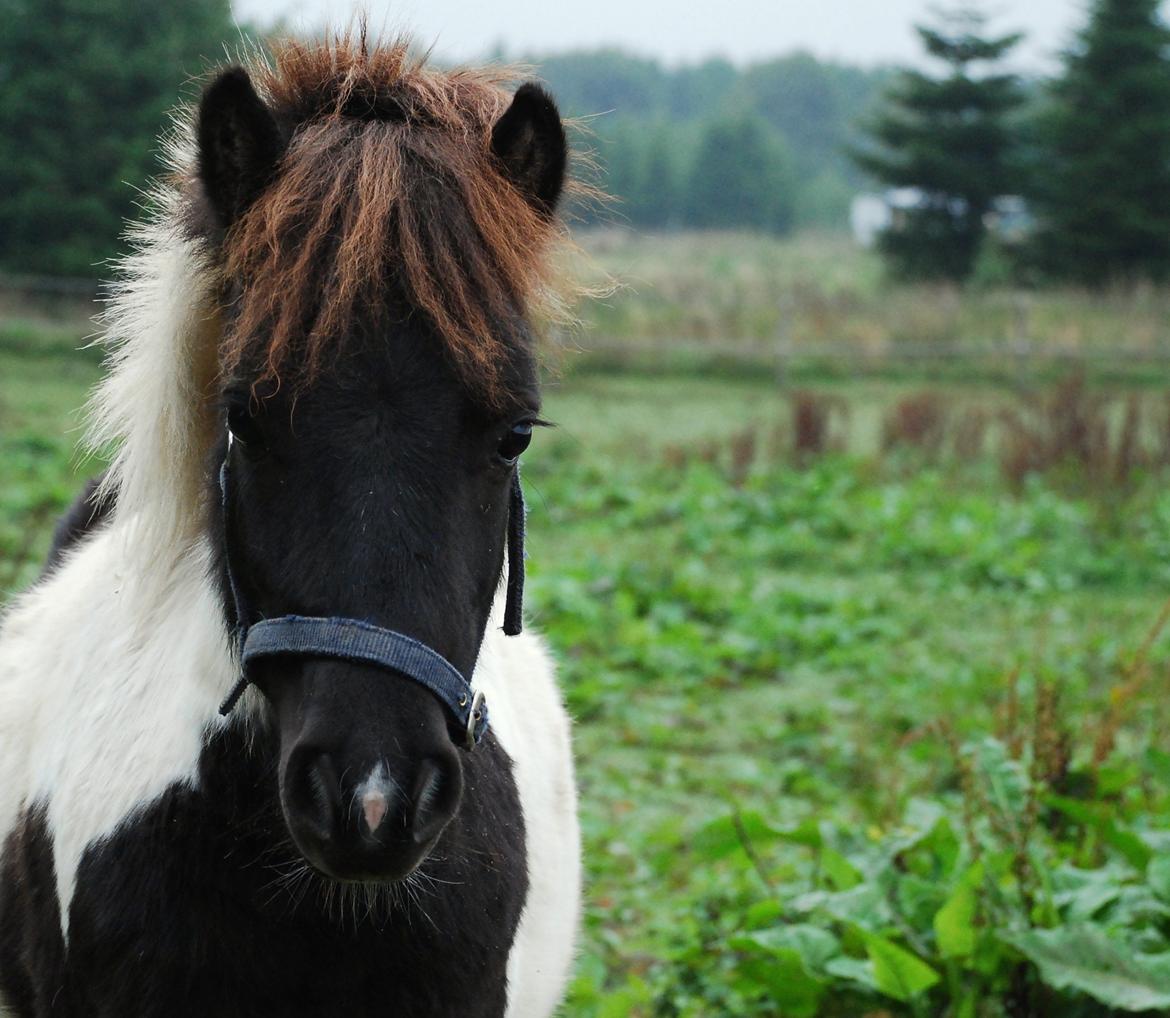 Miniature Shetlænder lille hesten - d. 13 sep. 2013 billede 20