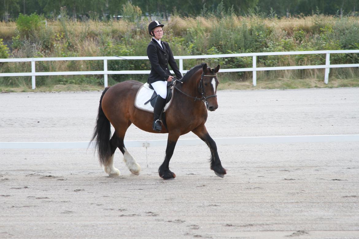 Irish Cob Romany's Hot Chokolate <3 R.I.P <3 - Vores første stævne - LD1 billede 4