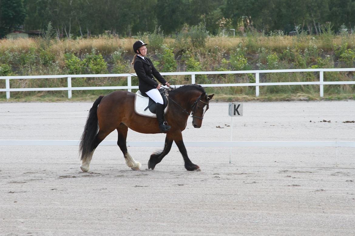 Irish Cob Romany's Hot Chokolate <3 R.I.P <3 - Vores første stævne - LD1 billede 5